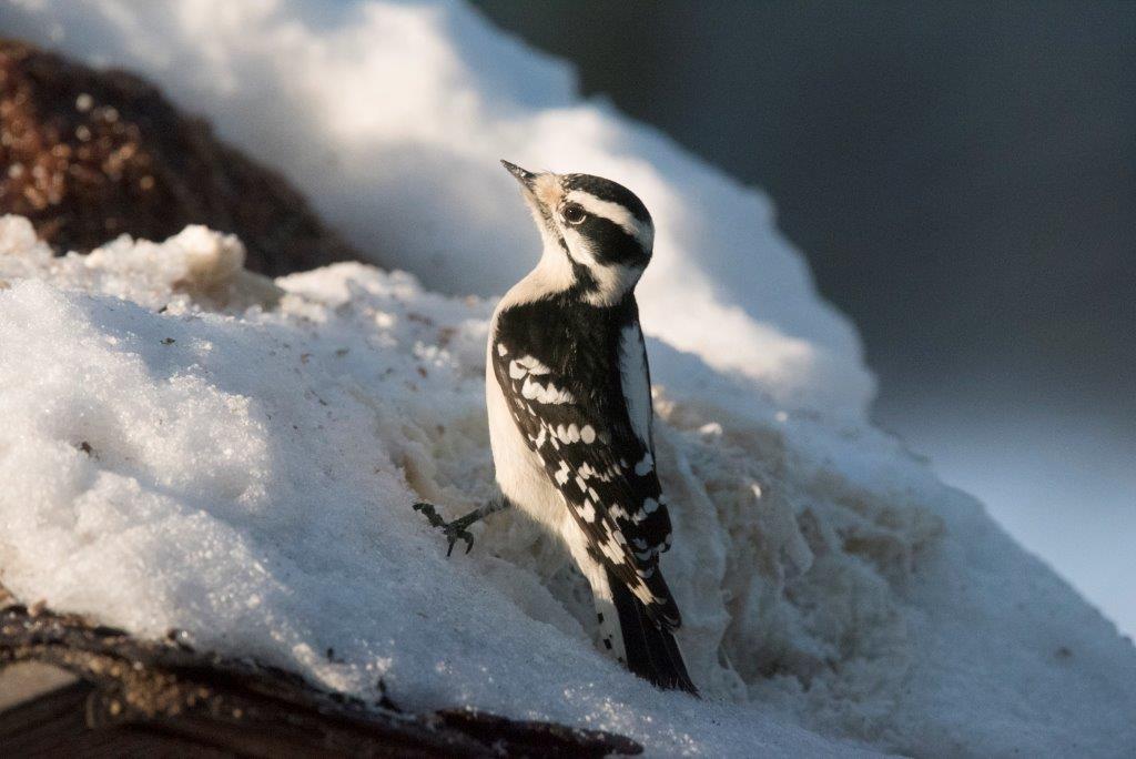 Downy woodpecker