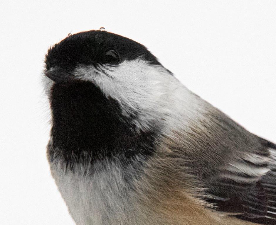 Chickadee
