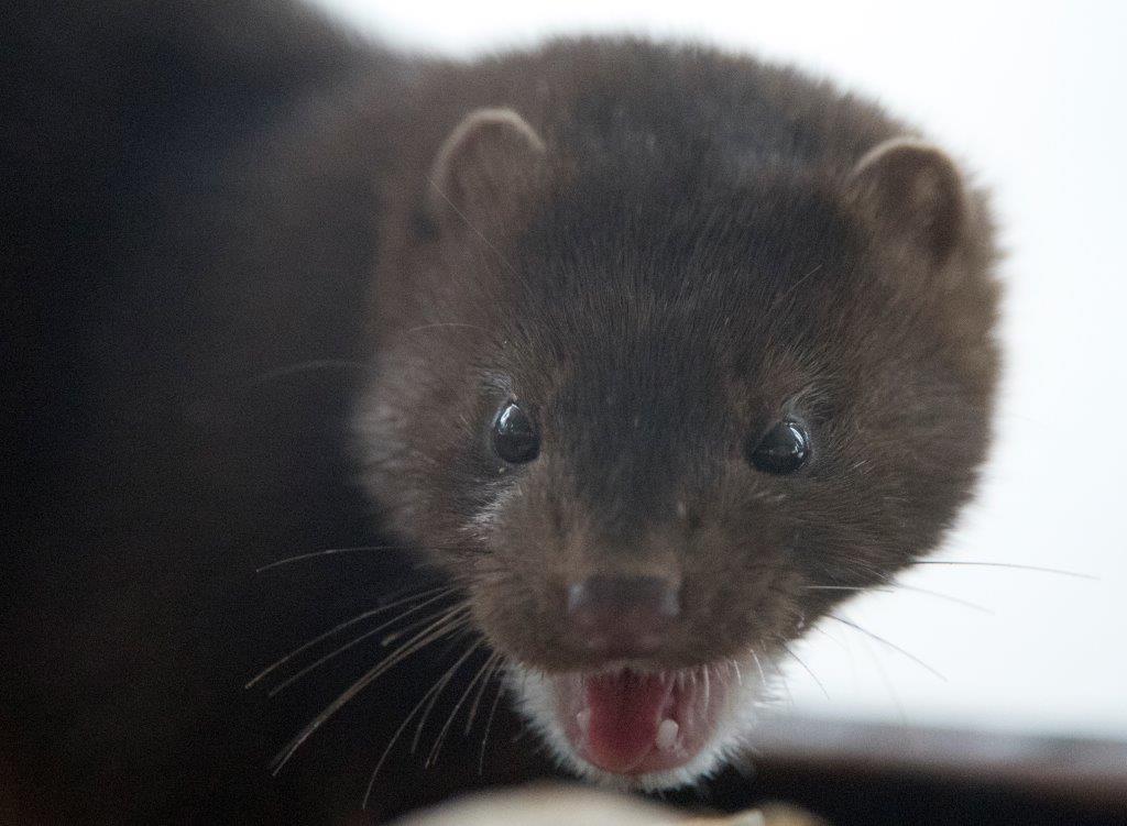 Mink face