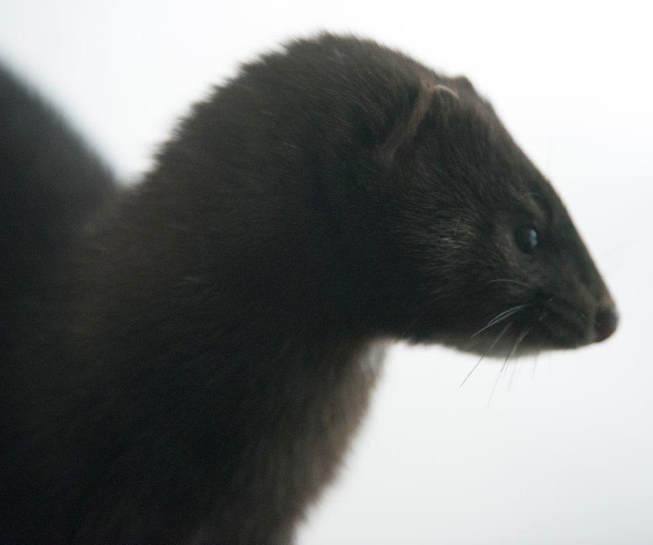 Mink profile