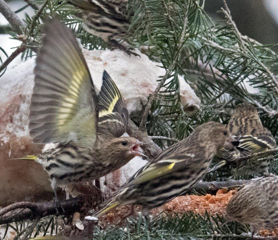 Pine siskins bickering