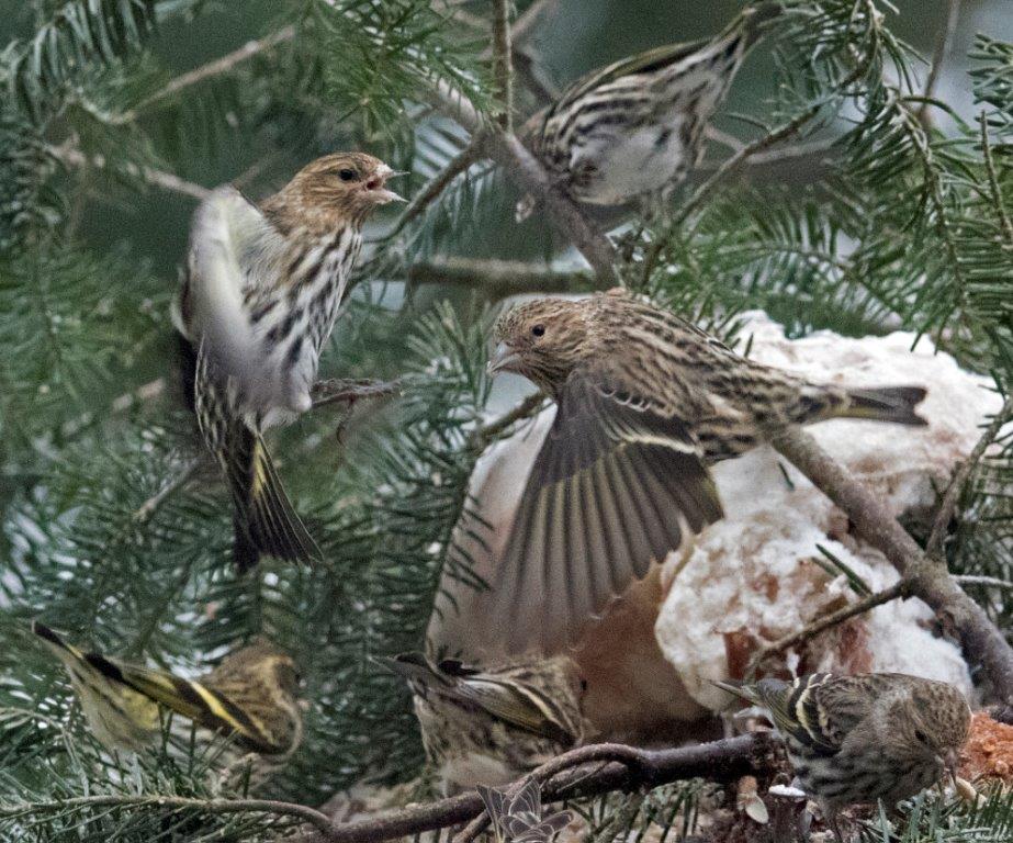 Pine siskins near collision