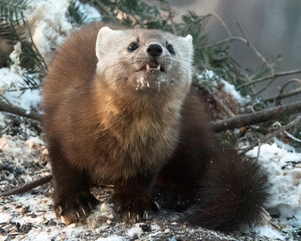 Pine marten