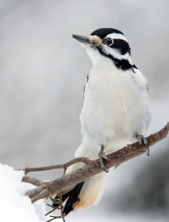 Hairy Woodpecker