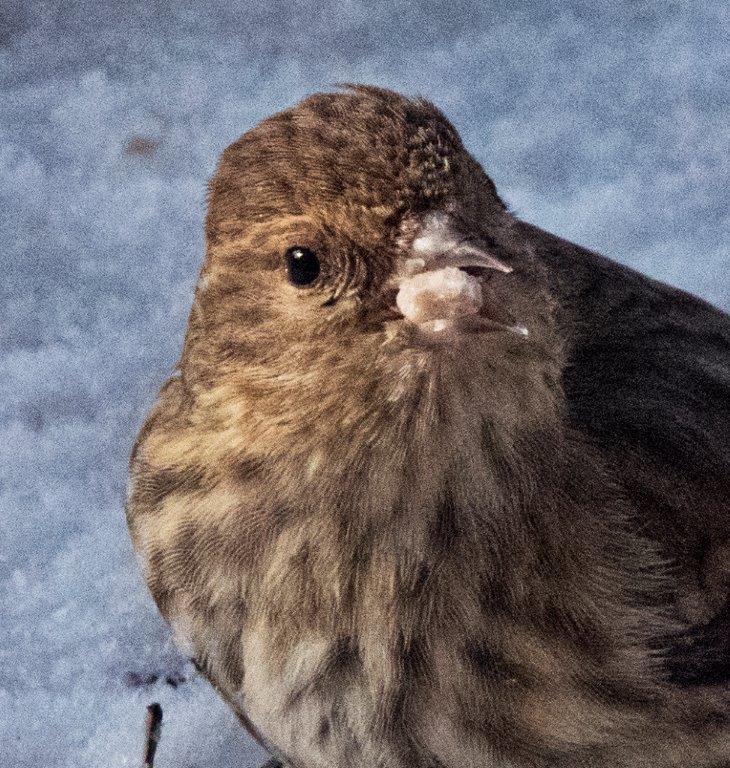 Pine siskin