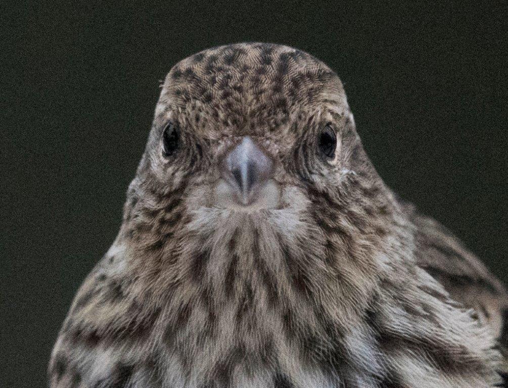Pine siskin
