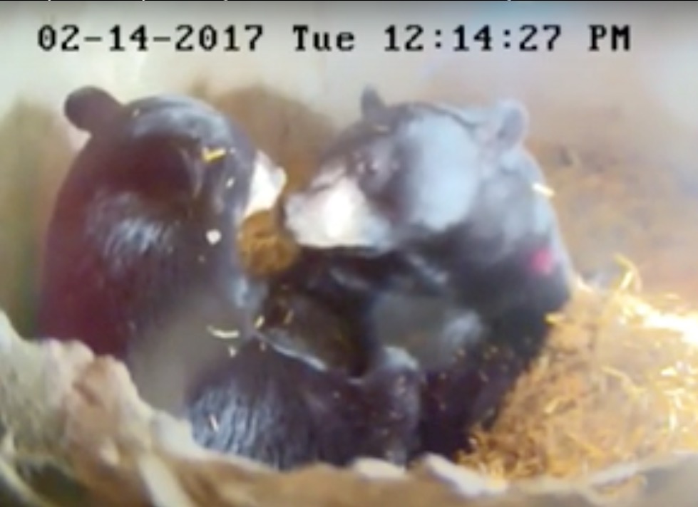 Lucky and Holly on Valentine's Day