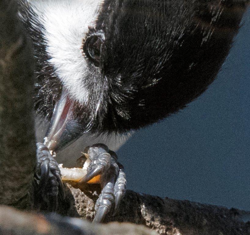 Chickadee
