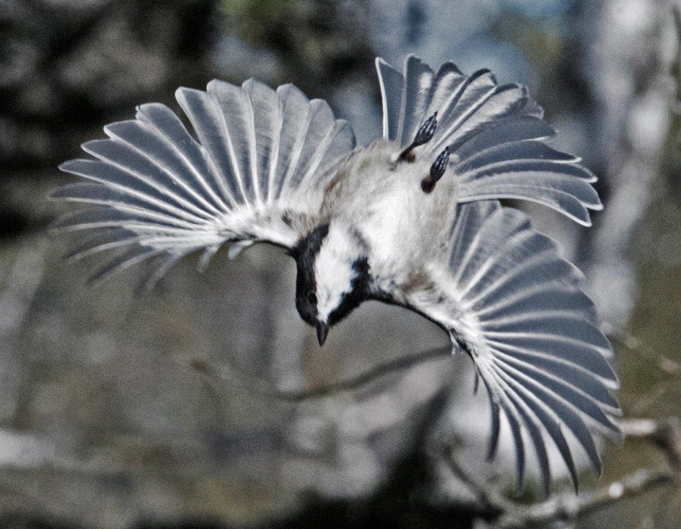 Chickadee turning flips
