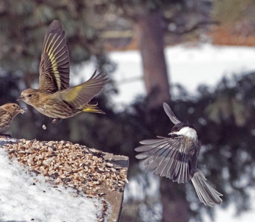 Pine siskins