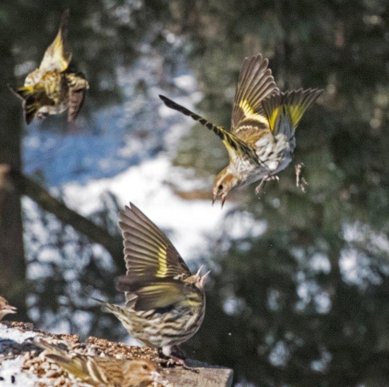 20170226 Pine siskins 02
