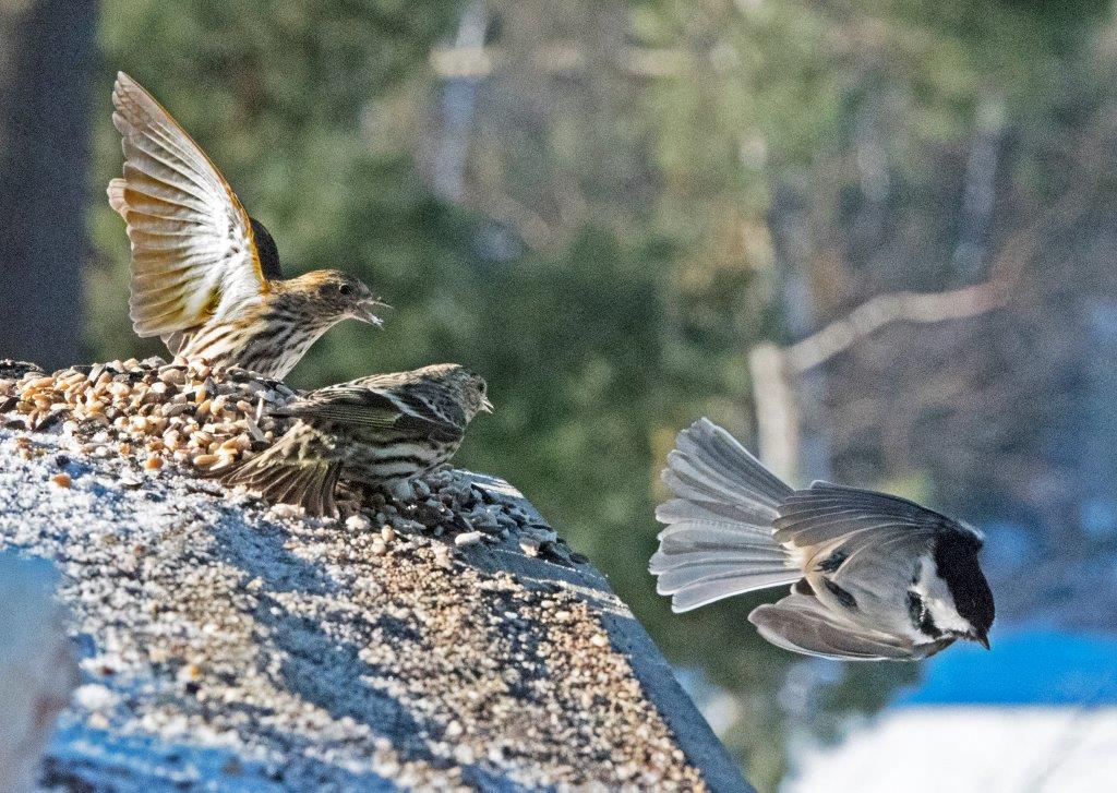20170226 Pine siskins 03