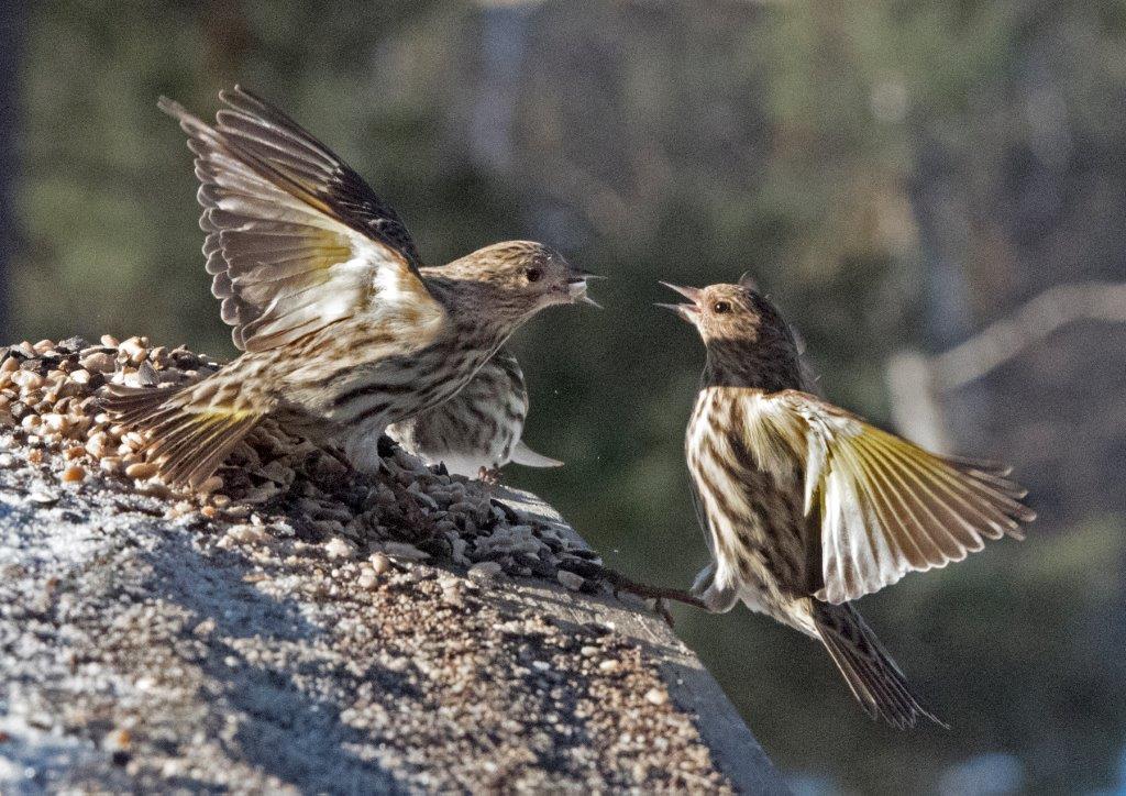 20170226 Pine siskins 04