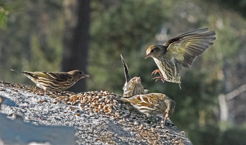 20170226 Pine siskins 06
