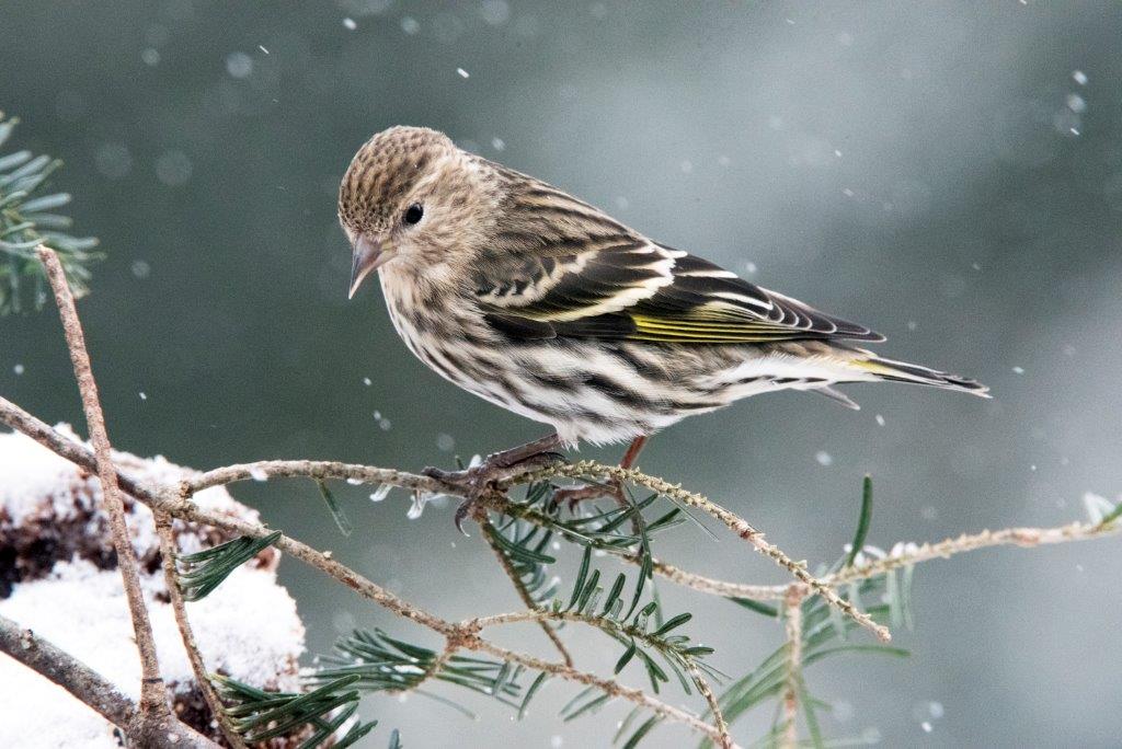 20170227 Pine siskin 01