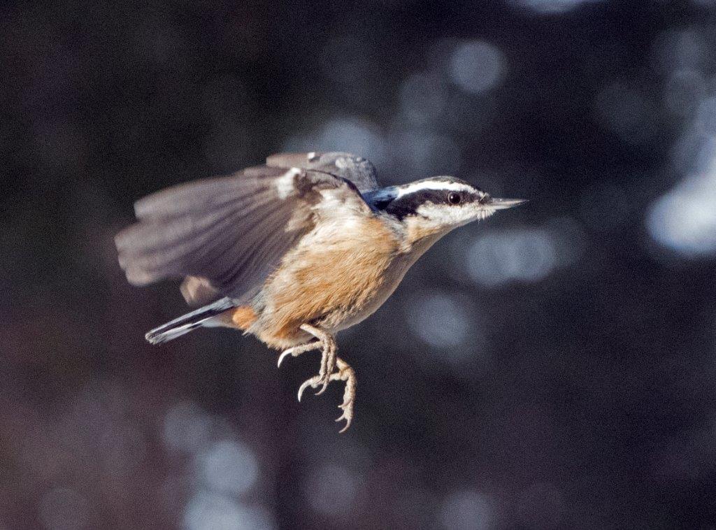 Red breasted nuthatch