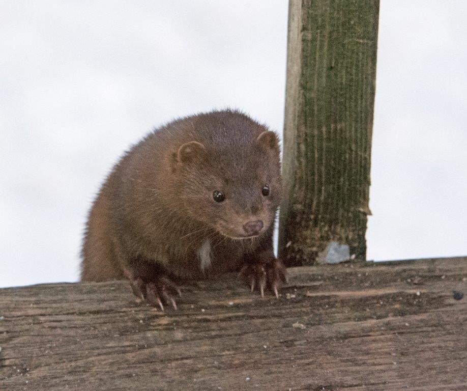Mink