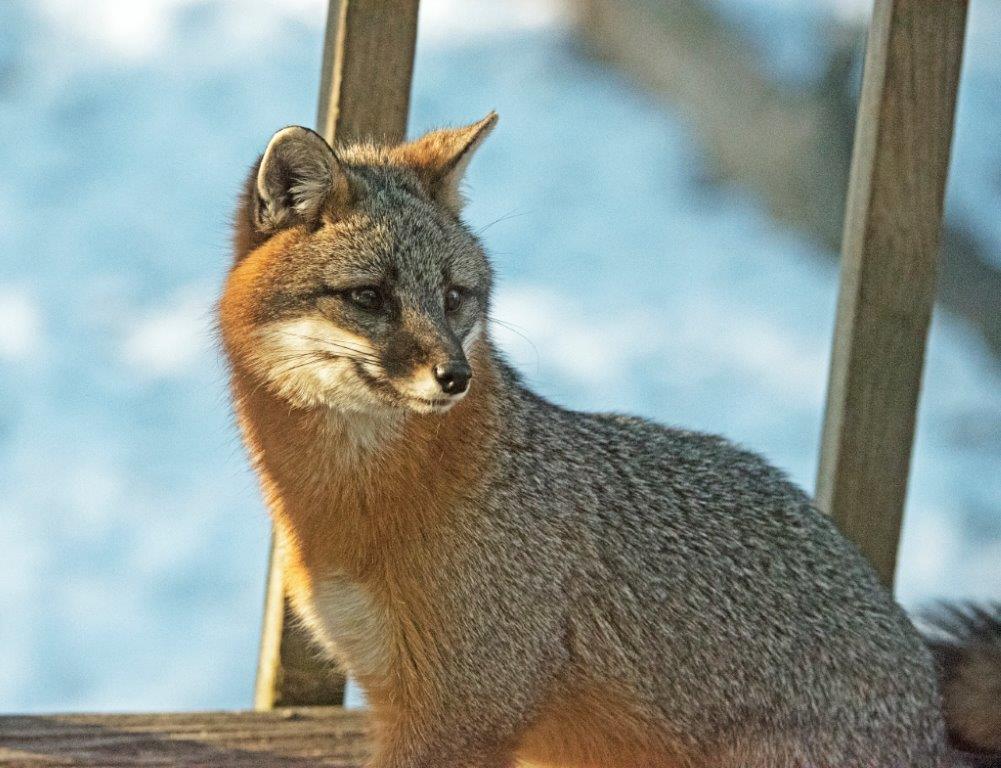 Gray Fox