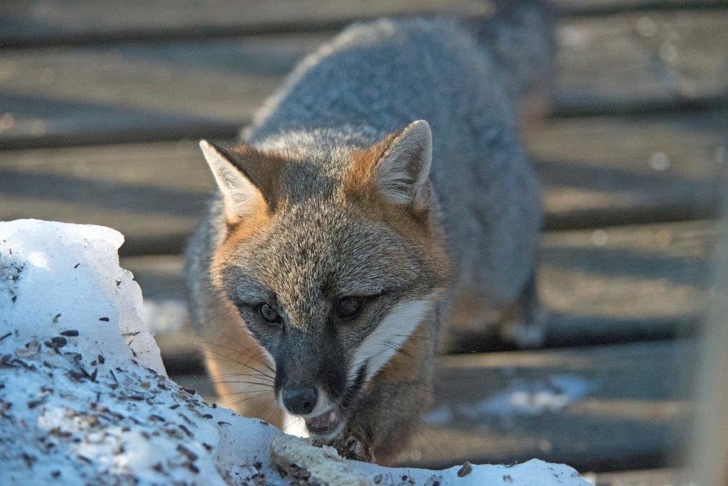20170302 Gray Fox 8162