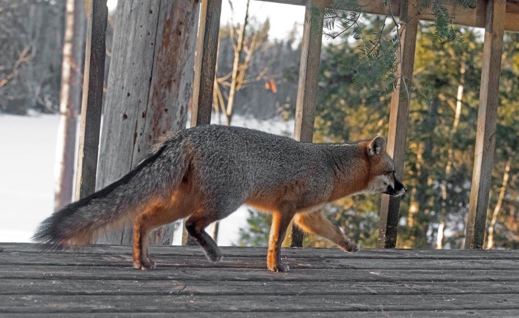 20170302 Gray Fox 8179