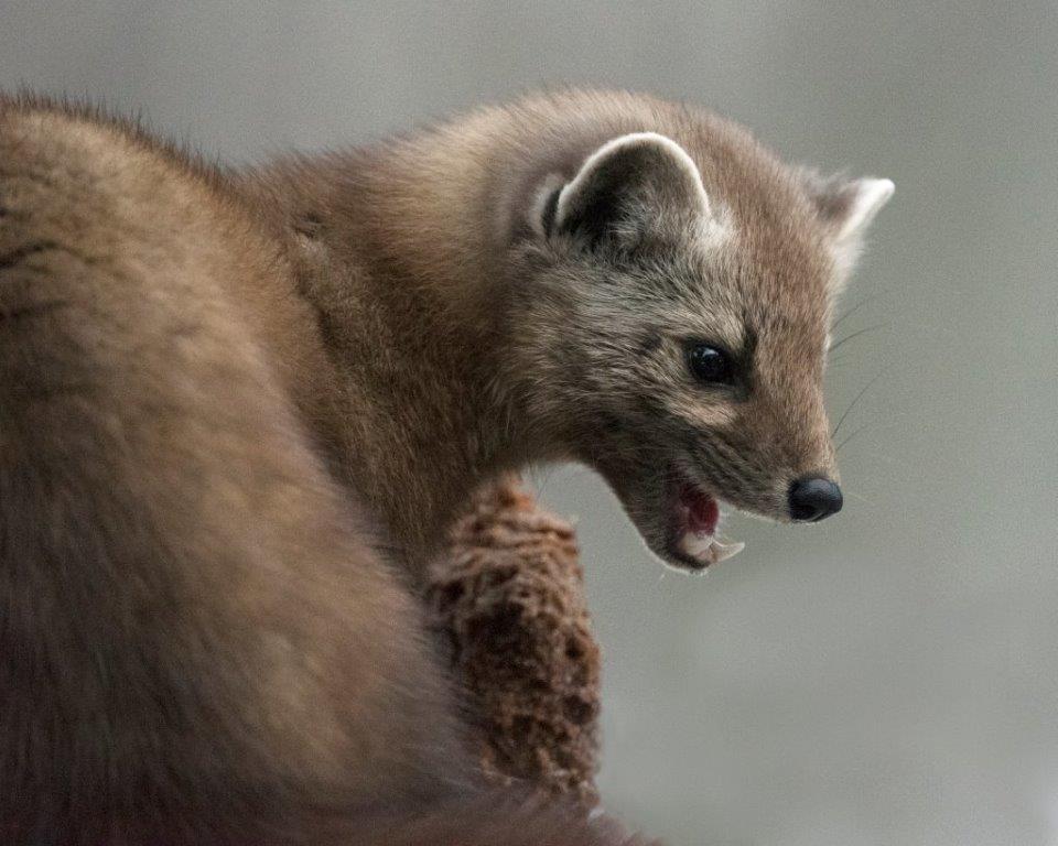 Pine marten