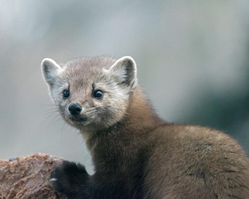Pine marten