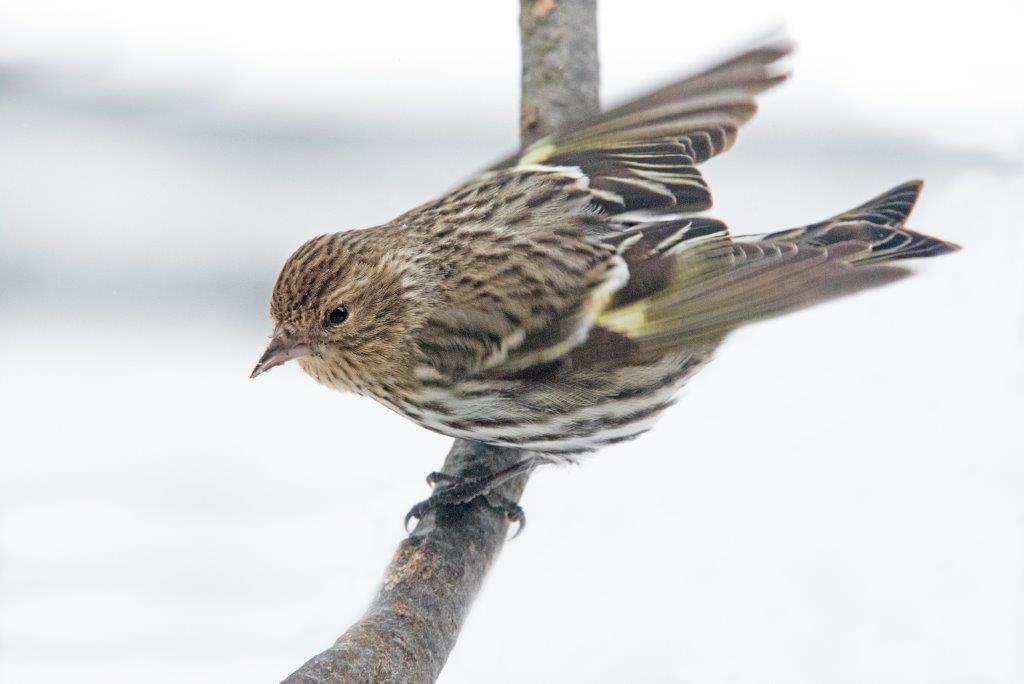 Pine siskin