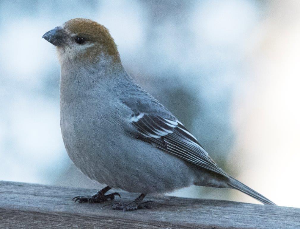 20170317 Pine grosbeak
