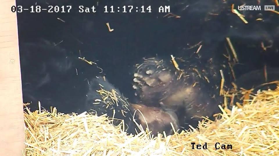 Ted chewing on back footpads