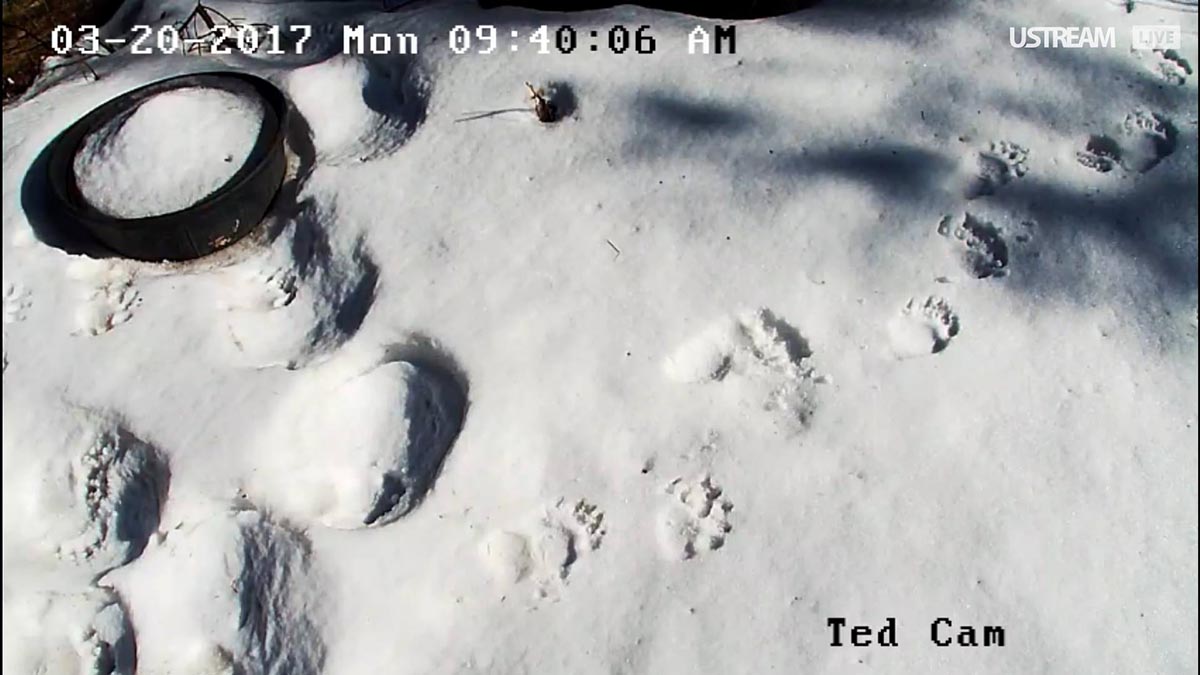Teds footprints