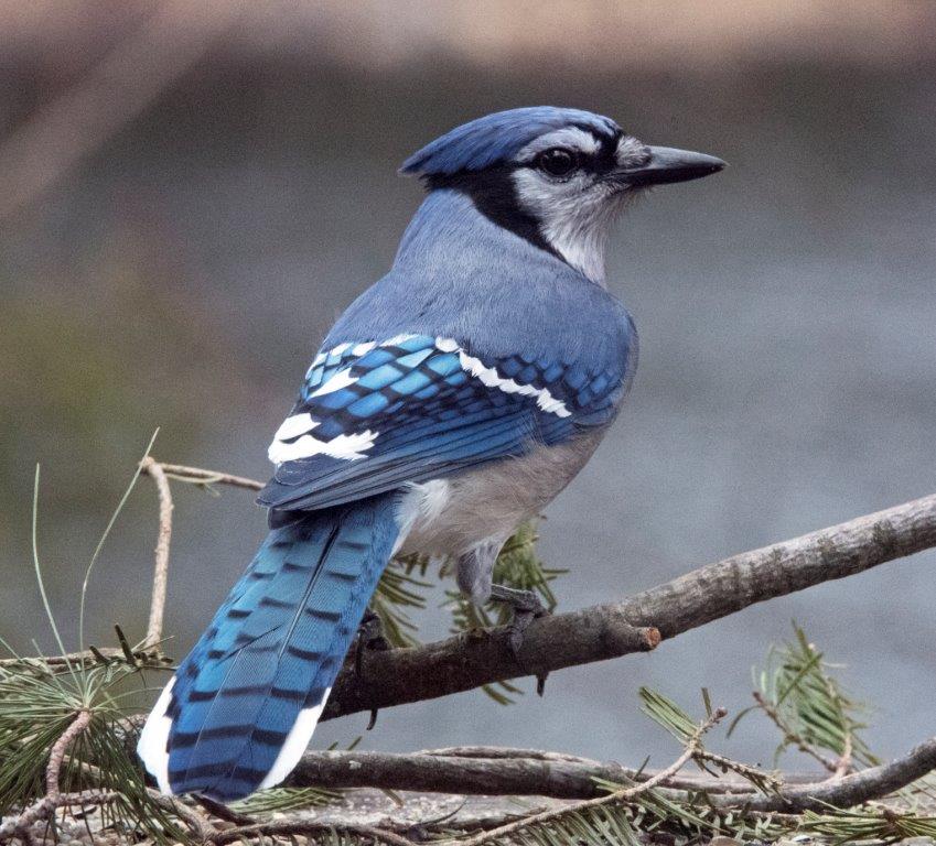 Blue jay