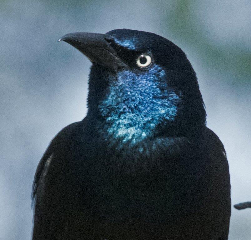 Common grackle