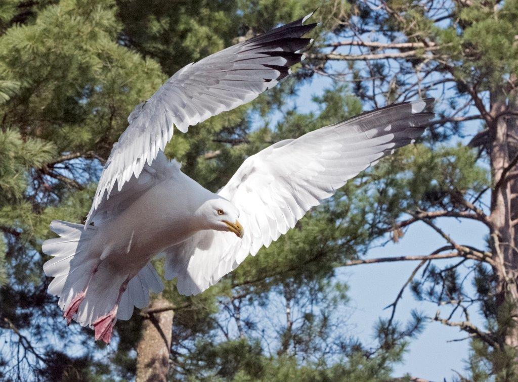 Herring gull