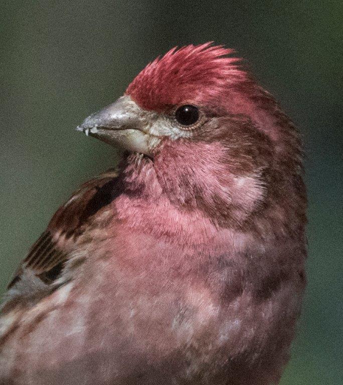 Purple finch