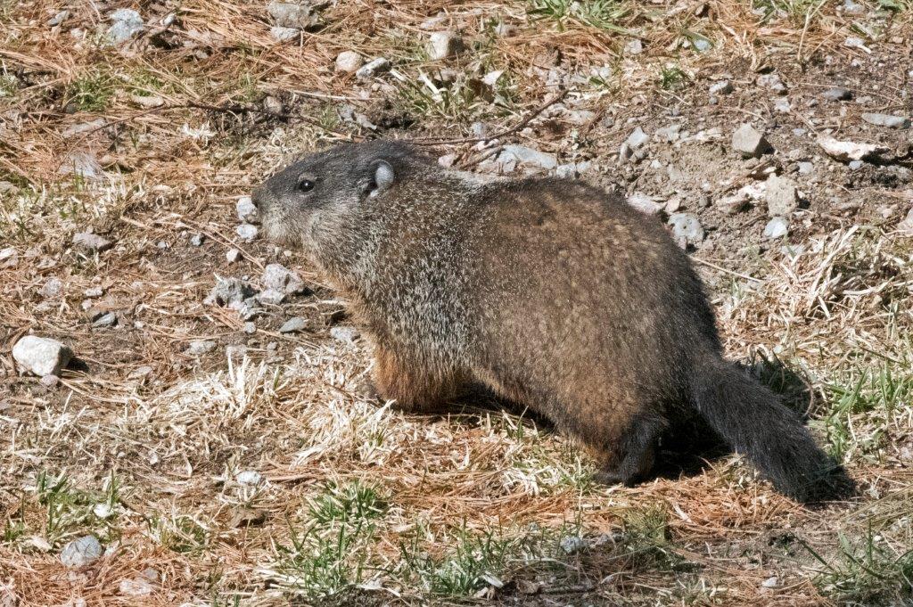Woodchuck
