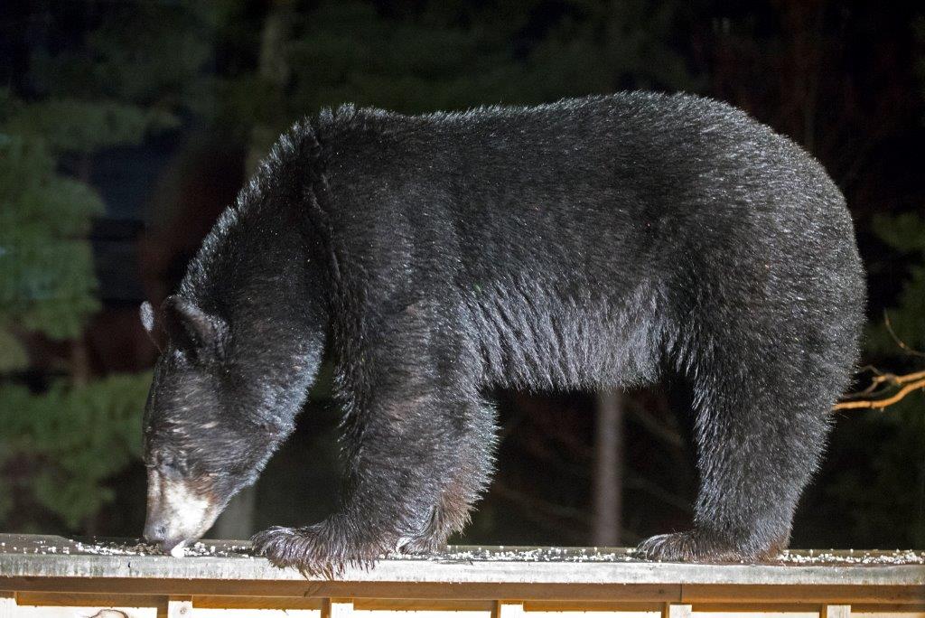 First bear
