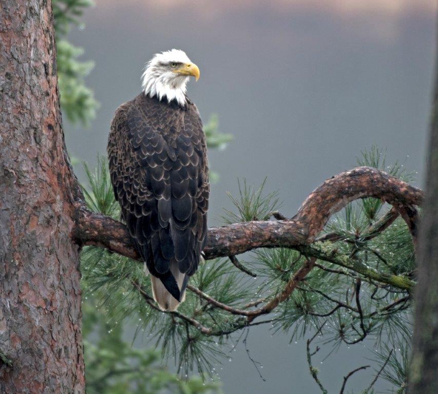 Eagle