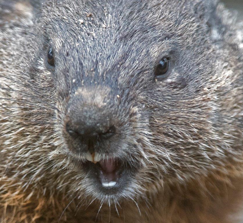 Woodchuck