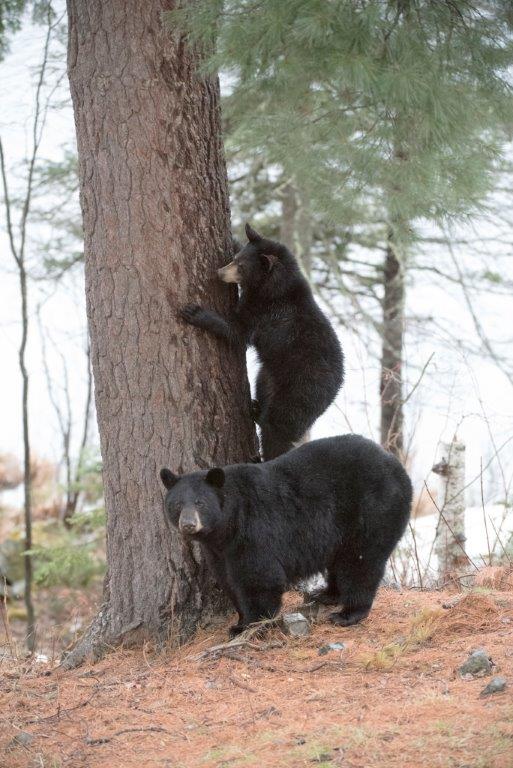 RC and yearling