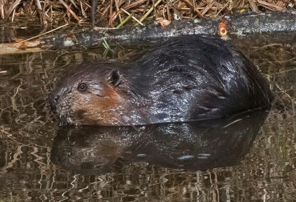 Beaver