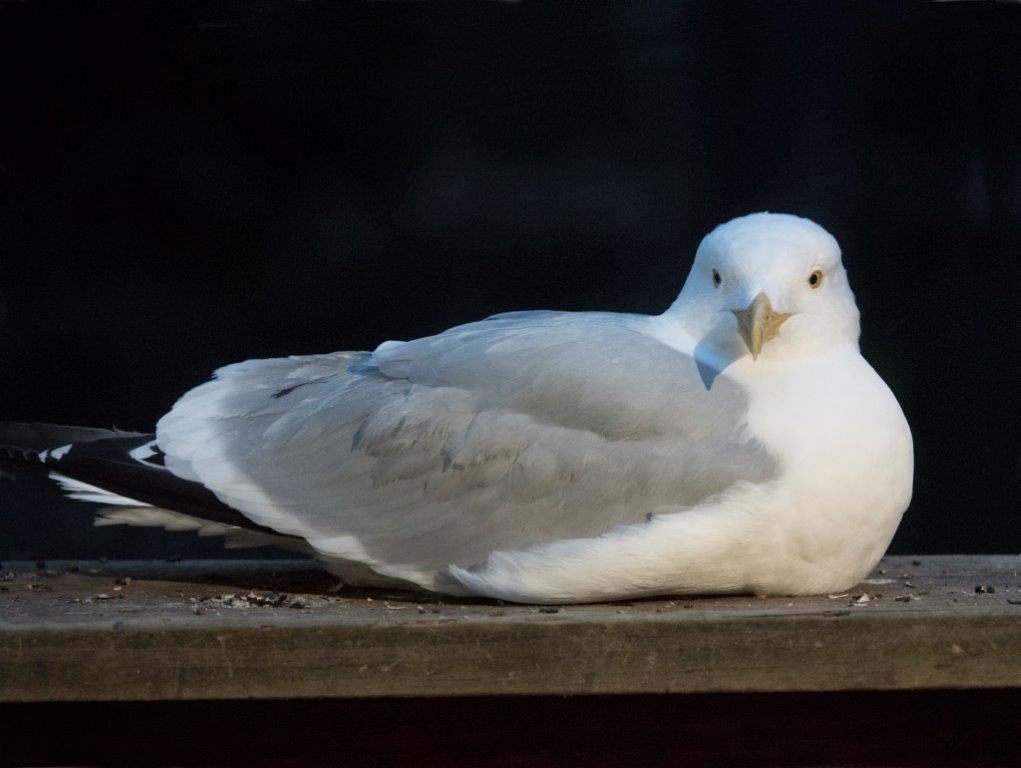 Herring gull Speckles