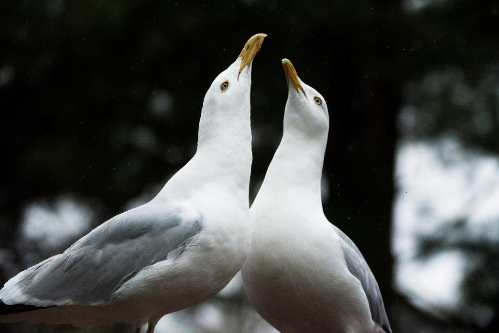 Herring gulls mating display