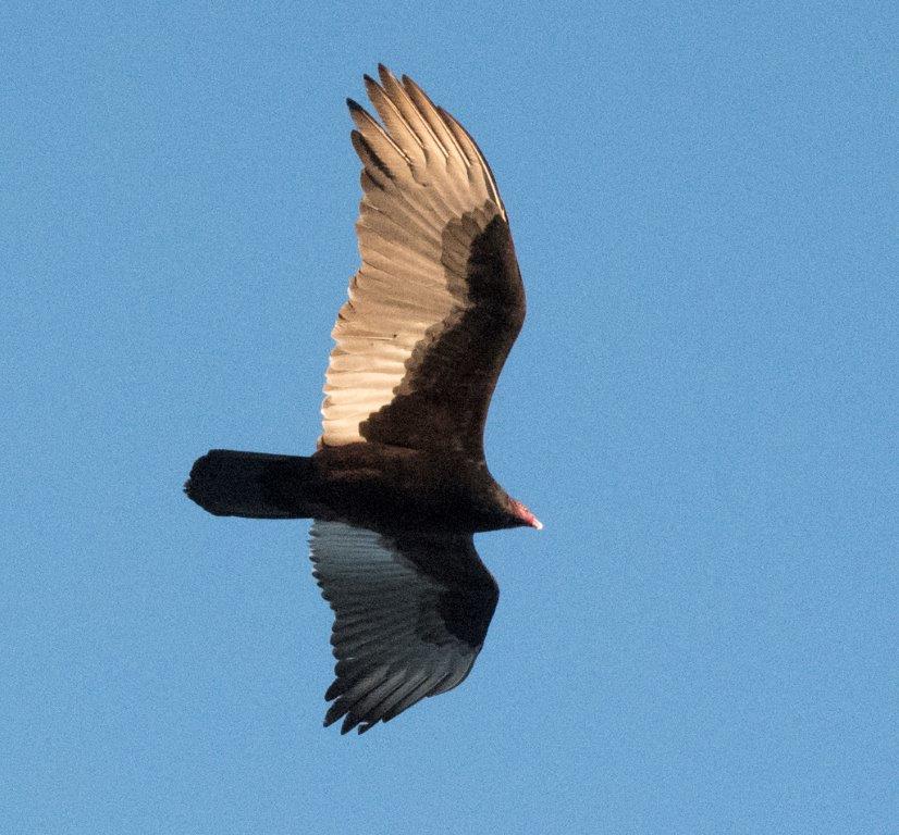 Turkey vulture