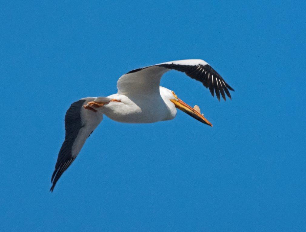 White pelican