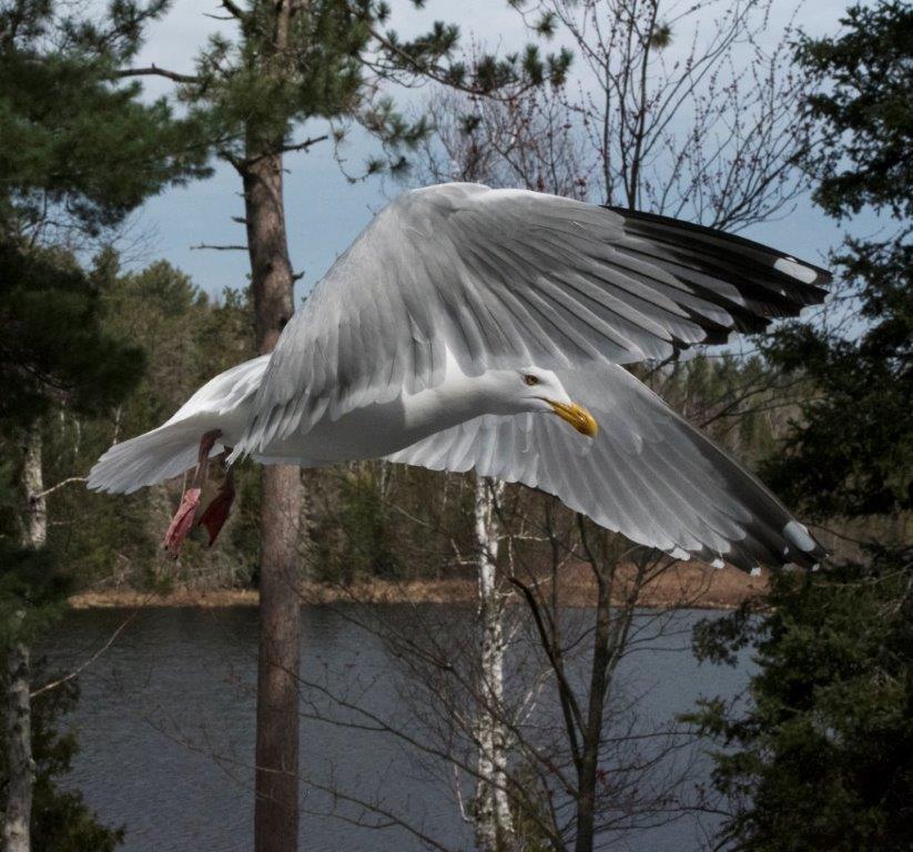 Herring gull