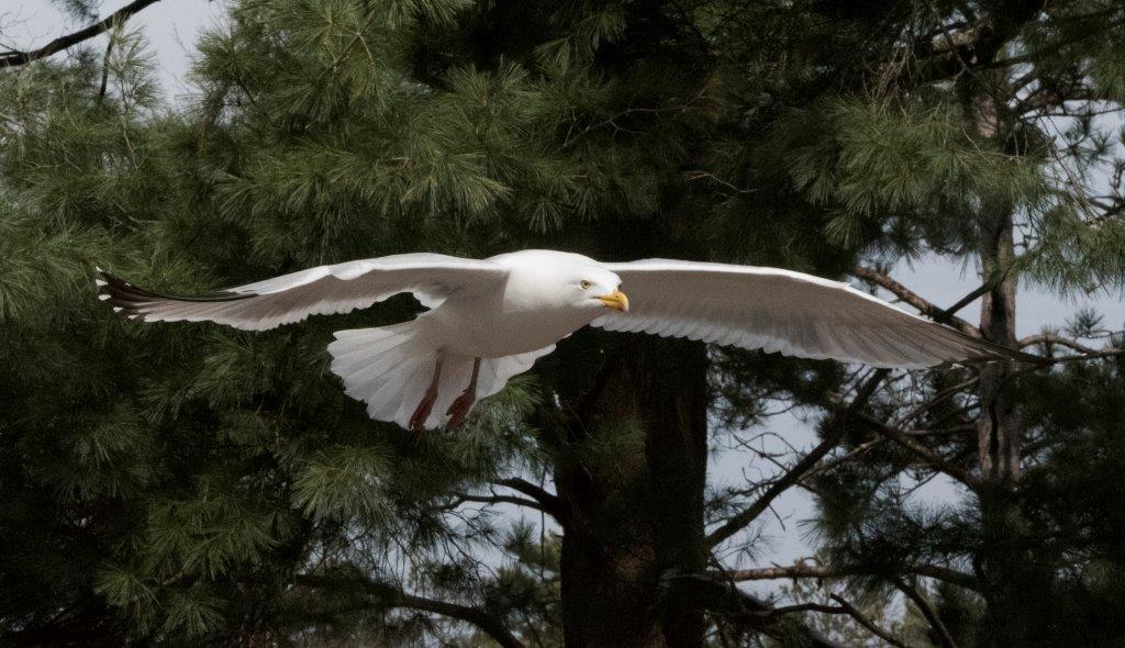 Herring gull