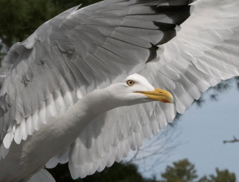 Herring gull
