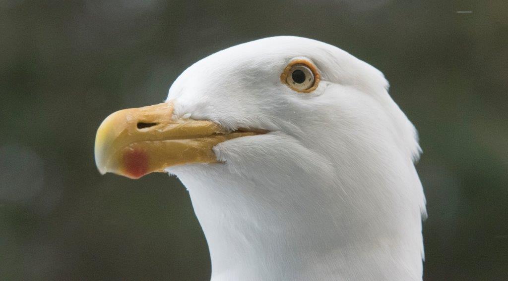 Herring gull 8&4