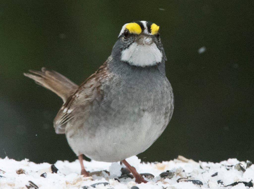 White-throated sparrow