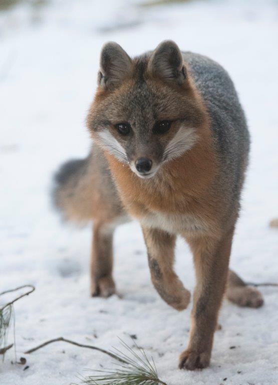 20170428 Gray fox